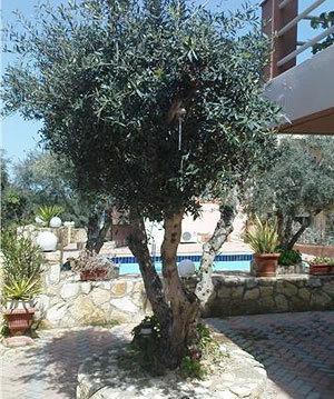 Nea Kydonia Suites & Studios Daratsos Exteriér fotografie